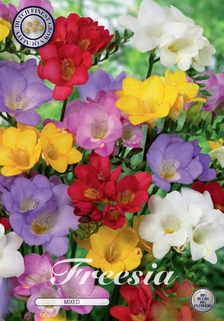 Fresien - Freesia - Bunte Mischung!