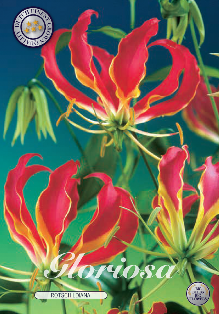 Ruhmeskrone - Gloriosa -