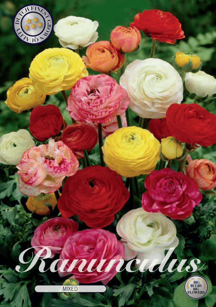 Ranunkeln - Ranunculus - Bunte Mischung!