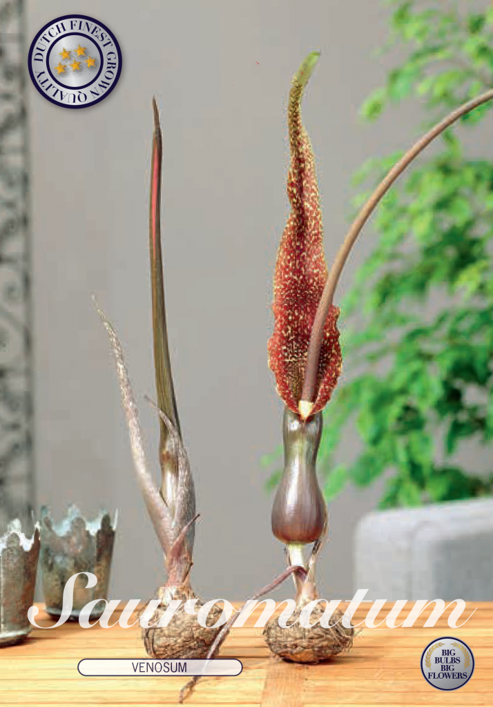 Mexikanischer Wunderbaum - Arum Cornutum -Ohne Erde und Wasser!!!