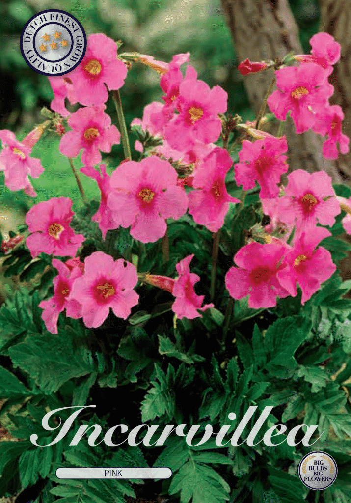 Freilandgloxinie- Incarvillea - 