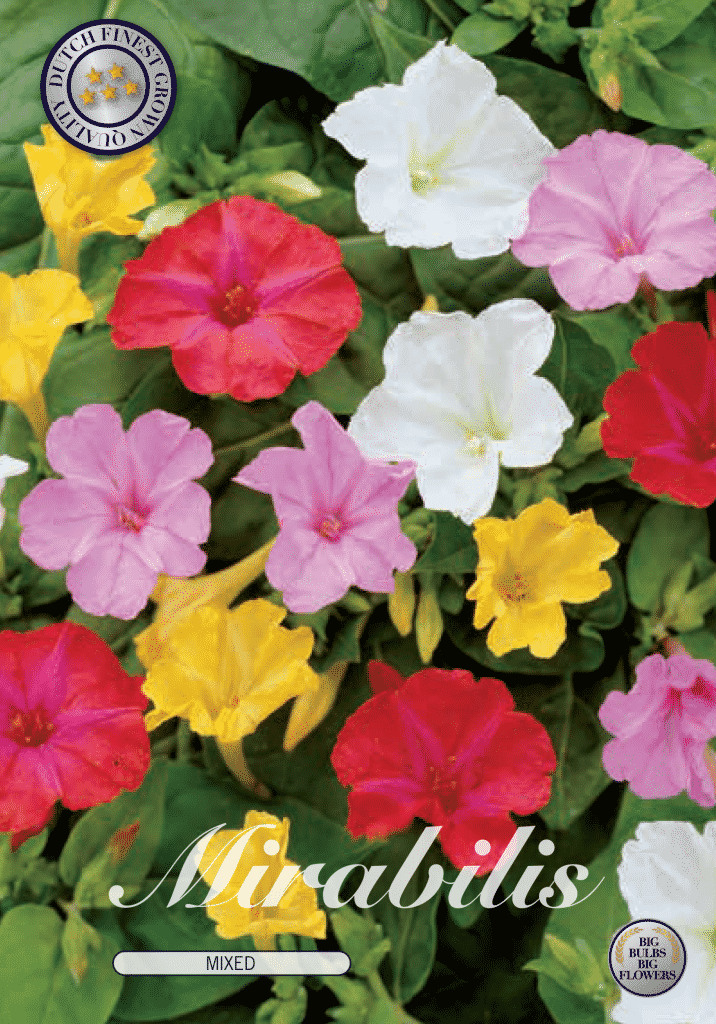 Japanische Wunderblume!  Mirabilis Jalapa