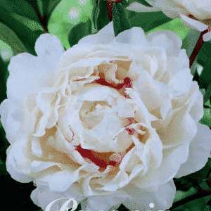 Pfingstrose -Päonie Weiß!