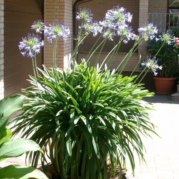 Afrikanische Schmucklilie - Agapanthus - Blau-0