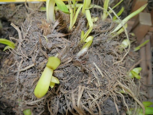 Afrikanische Schmucklilie - Agapanthus - Weiß-126