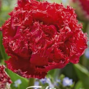Tulpen - Quatar