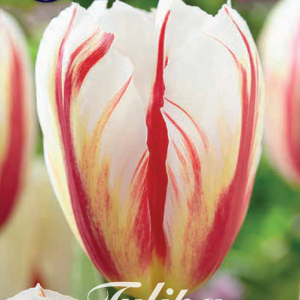 Tulpen - Carnaval de Rio !!!