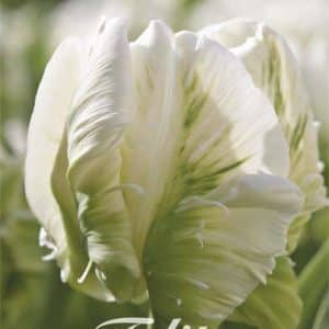 Tulpen - Super Parrot-