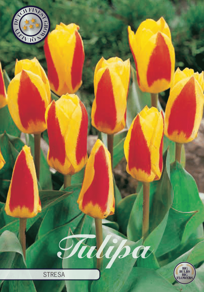 Tulpen Stressa Niedrig