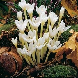 Herbstzeit