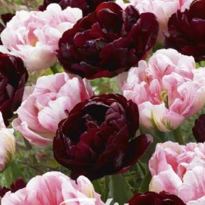 Tulpen - Double Dutch!!! 50cm.