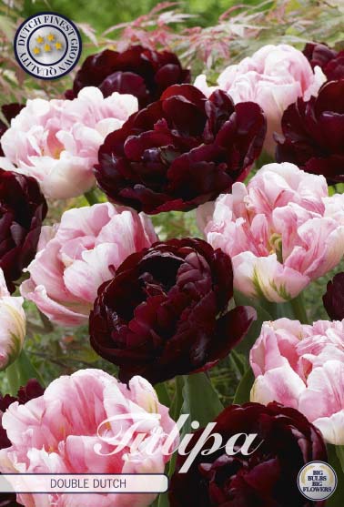 Tulpen - Double Dutch!!! 50cm.
