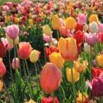Tulpenzwiebeln