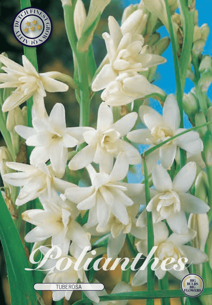 Tuberose Polianthes- Tuberosa - RARITÄT!!! Chanel No. 5