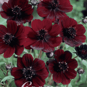 Schokoladenblume - Cosmos - Herrlich duftend
